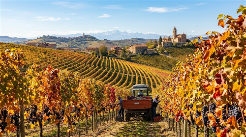 Regione Piemonte: Bando per il rilancio del settore vitivinicolo attraverso accordi di filiera
